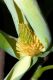 image of Magnolia acuminata