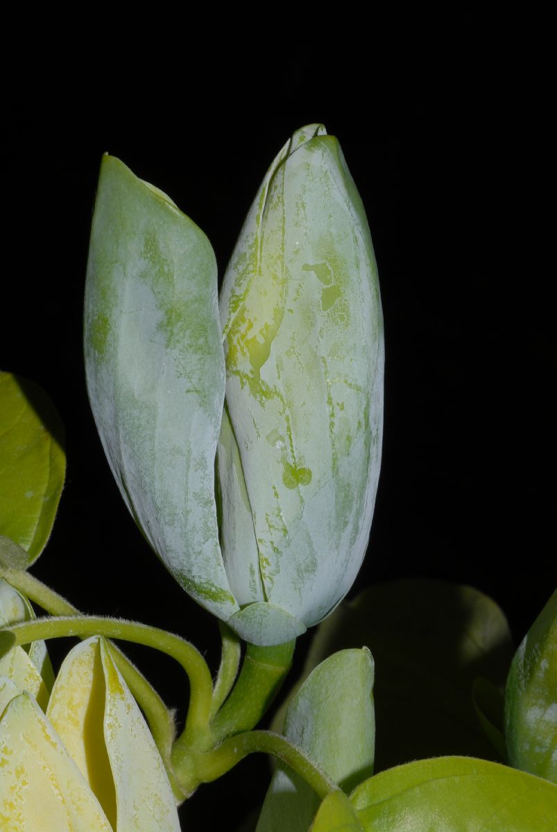 Magnoliaceae Magnolia acuminata