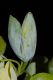 image of Magnolia acuminata