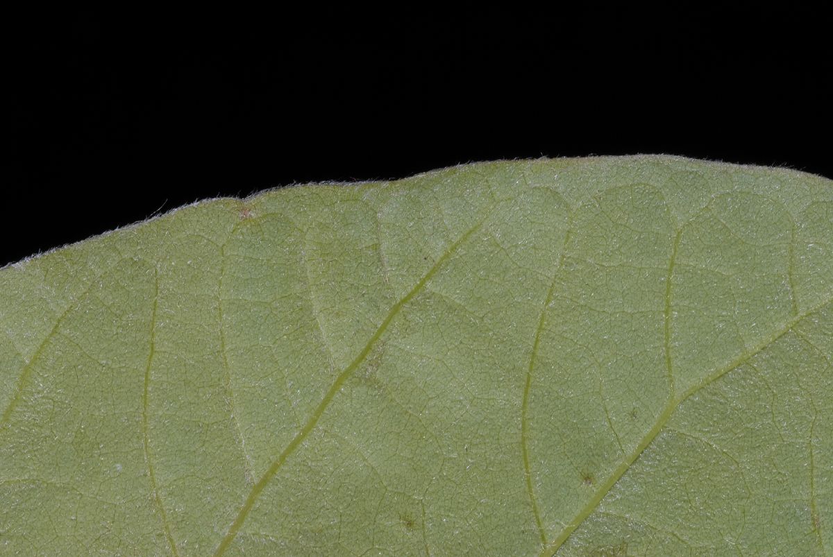 Magnoliaceae Magnolia acuminata