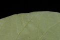 image of Magnolia acuminata