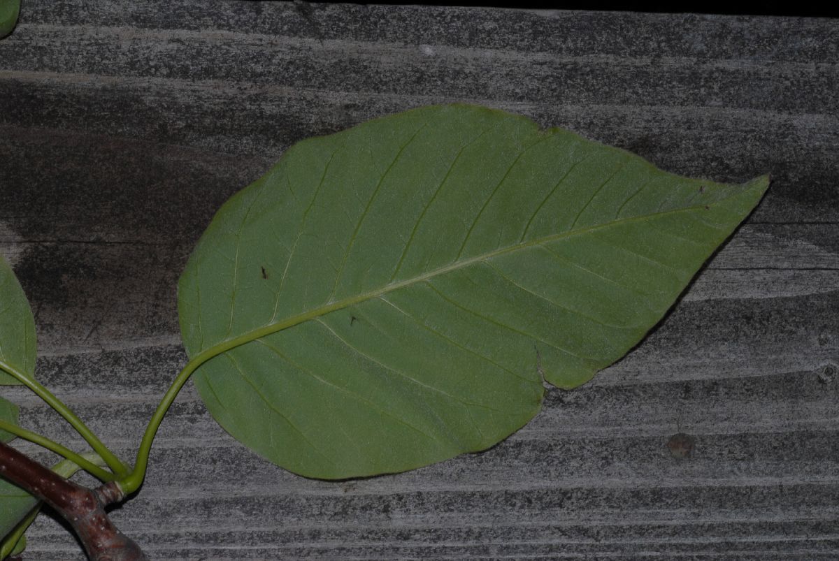 Magnoliaceae Magnolia acuminata