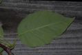 image of Magnolia acuminata