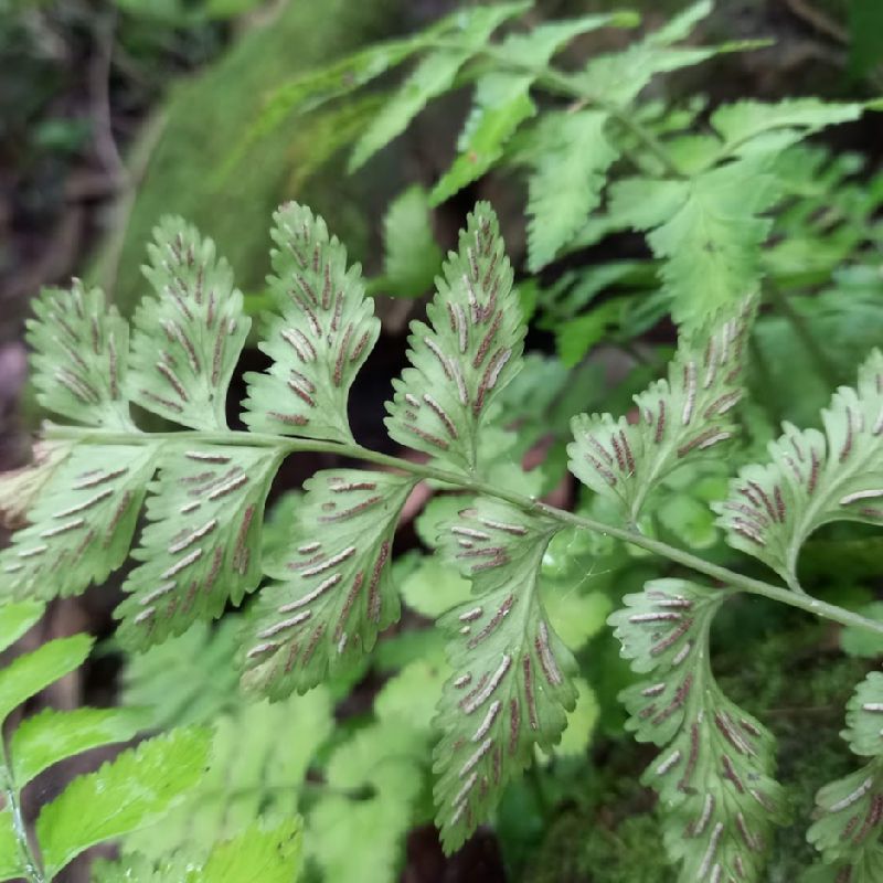Aspleniaceae Hymenasplenium obtusifolium