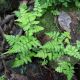 image of Hymenasplenium obtusifolium