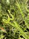 image of Nephrolepis cordifolia