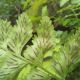 image of Hymenasplenium obtusifolium