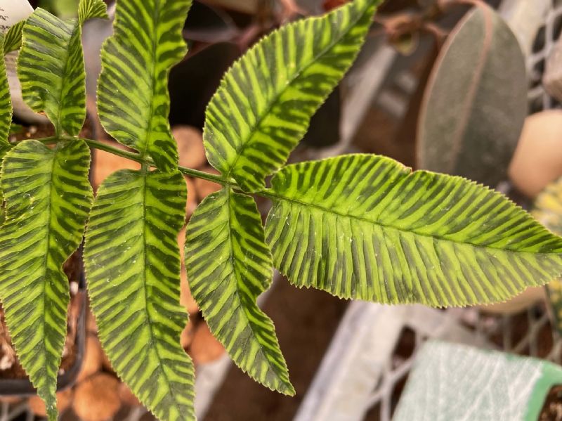 Pteridaceae Coniogramme emeiensis