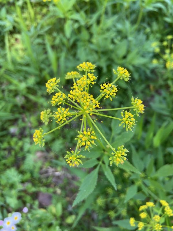 Apiaceae Thaspium trifoliatum