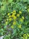 image of Thaspium trifoliatum