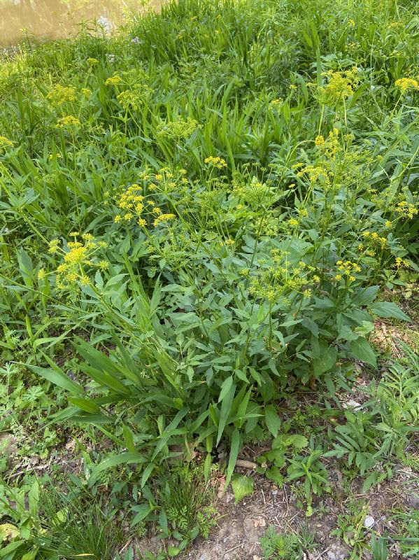 Apiaceae Thaspium trifoliatum