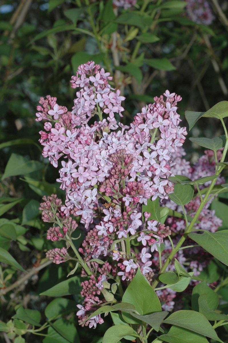 Oleaceae Syringa vulgaris