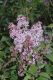 image of Syringa vulgaris
