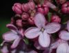 image of Syringa vulgaris