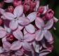 image of Syringa vulgaris