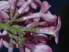 image of Syringa vulgaris