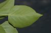 image of Syringa vulgaris