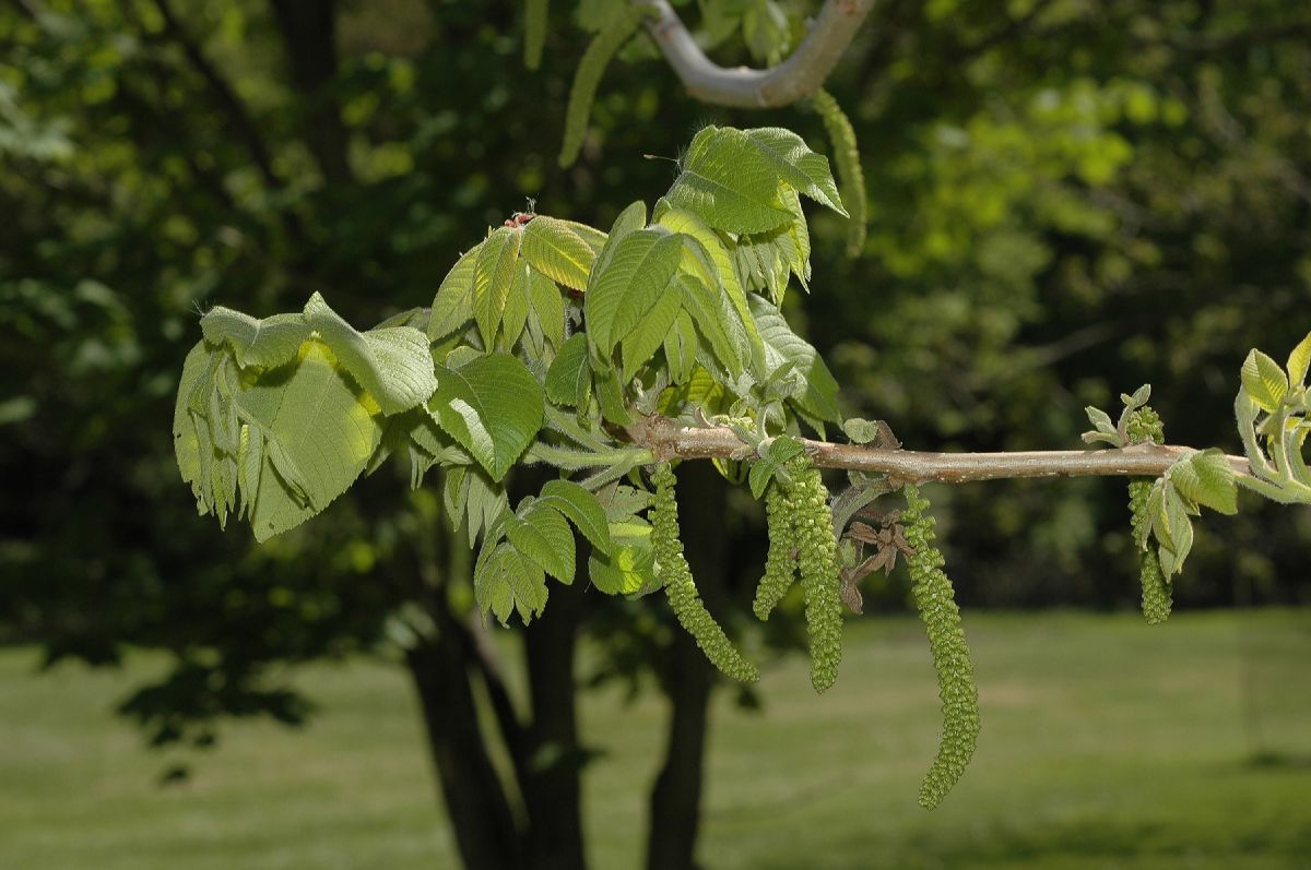 Juglandaceae Juglans ailantifolia