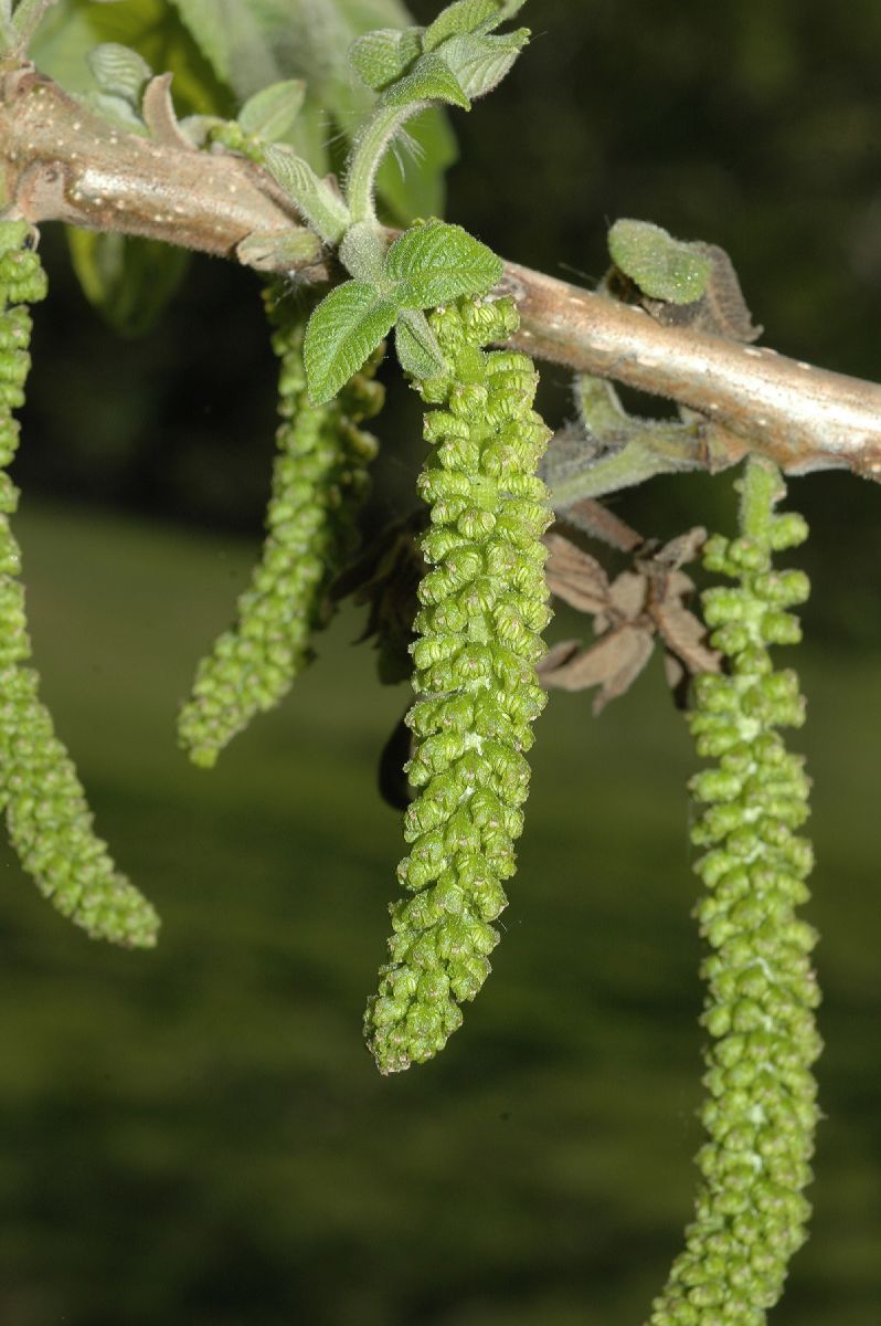 Juglandaceae Juglans ailantifolia