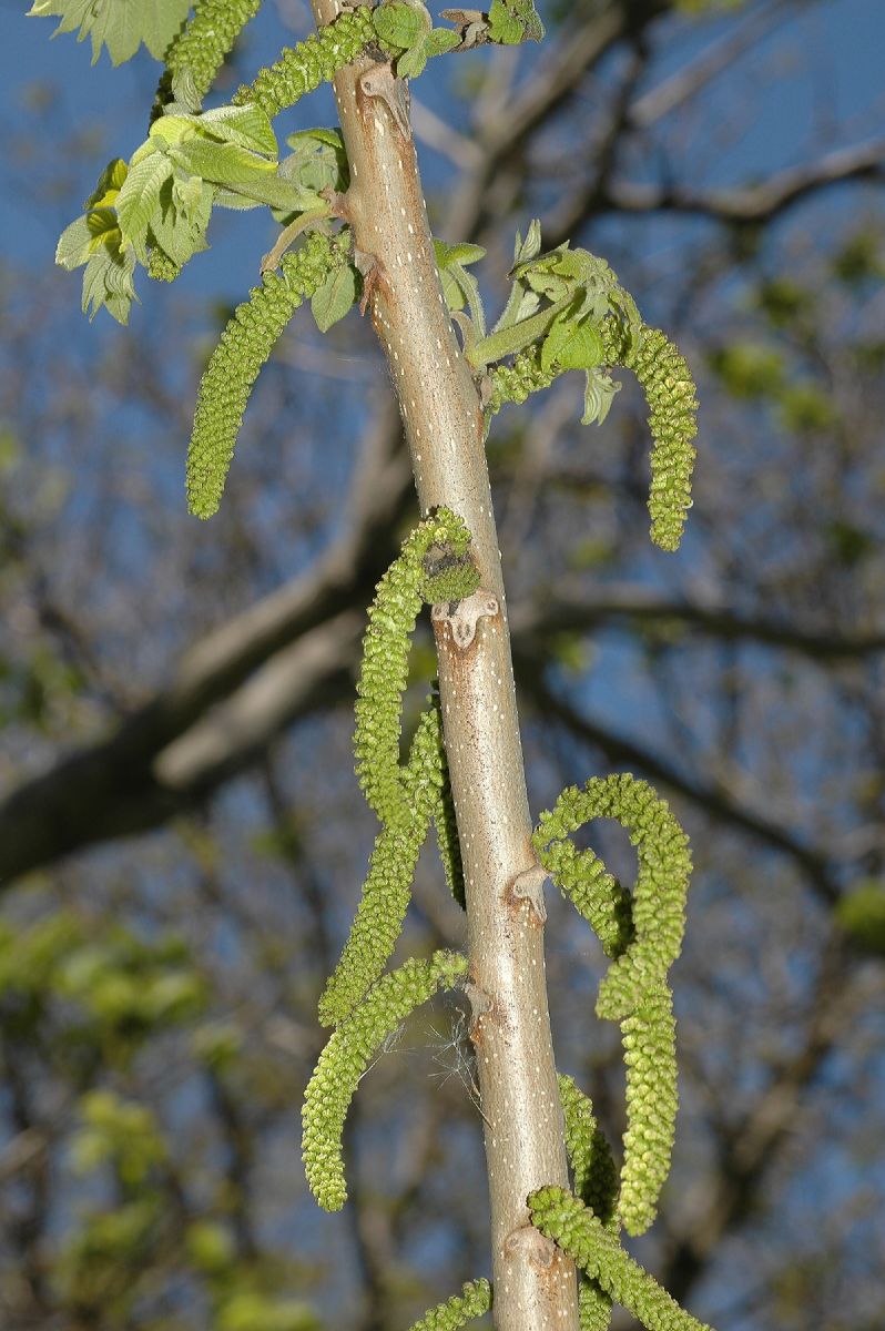 Juglandaceae Juglans ailantifolia