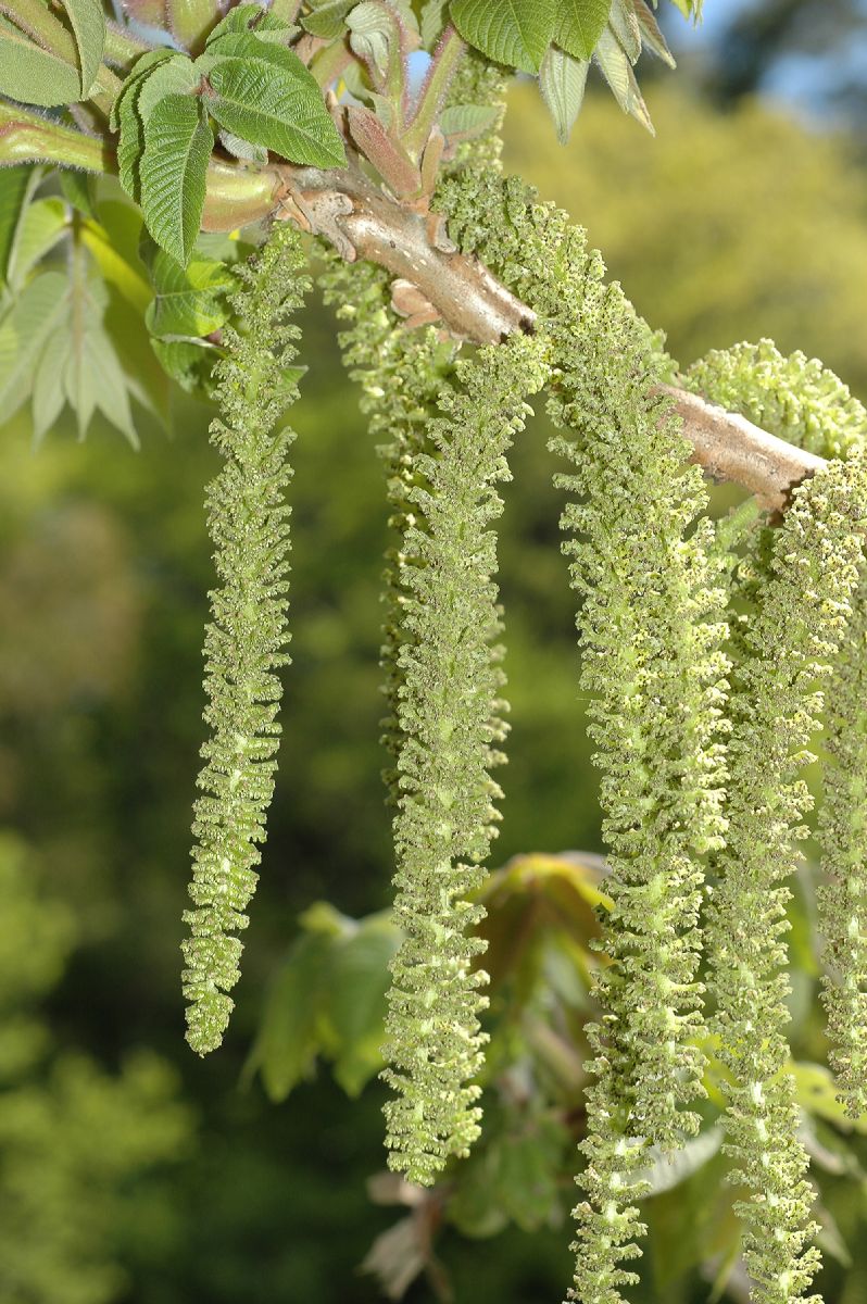 Juglandaceae Juglans ailantifolia
