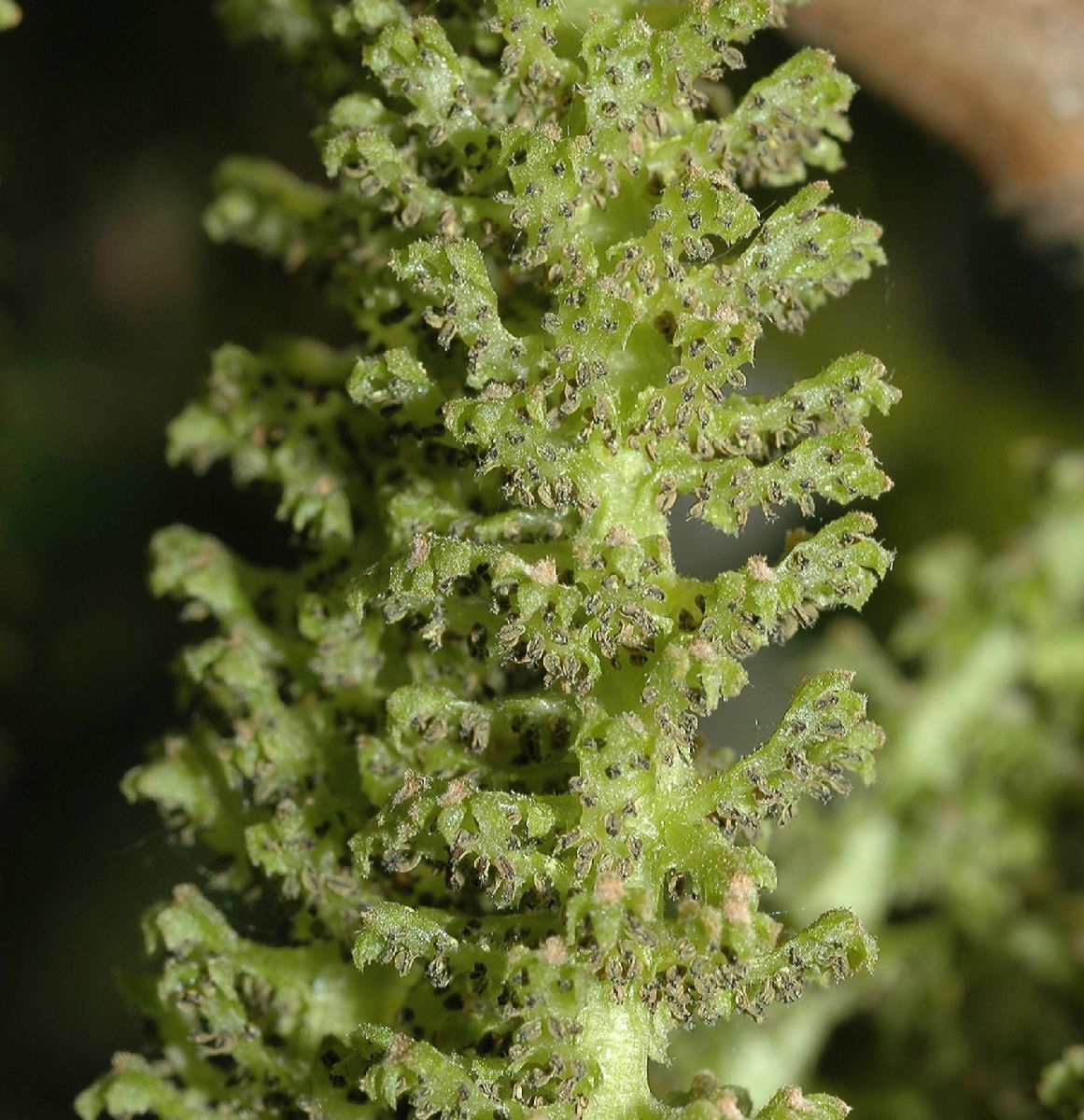 Juglandaceae Juglans ailantifolia