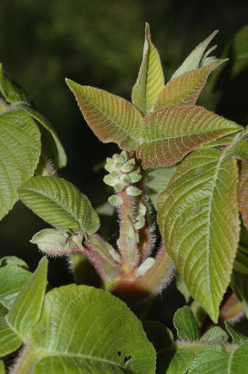 Juglandaceae Juglans ailantifolia