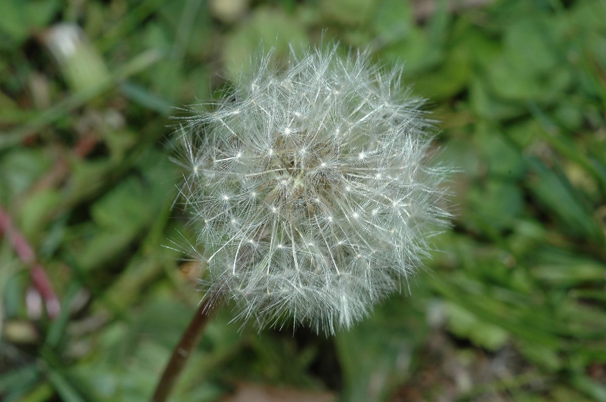 Asteraceae Taraxacum officinale