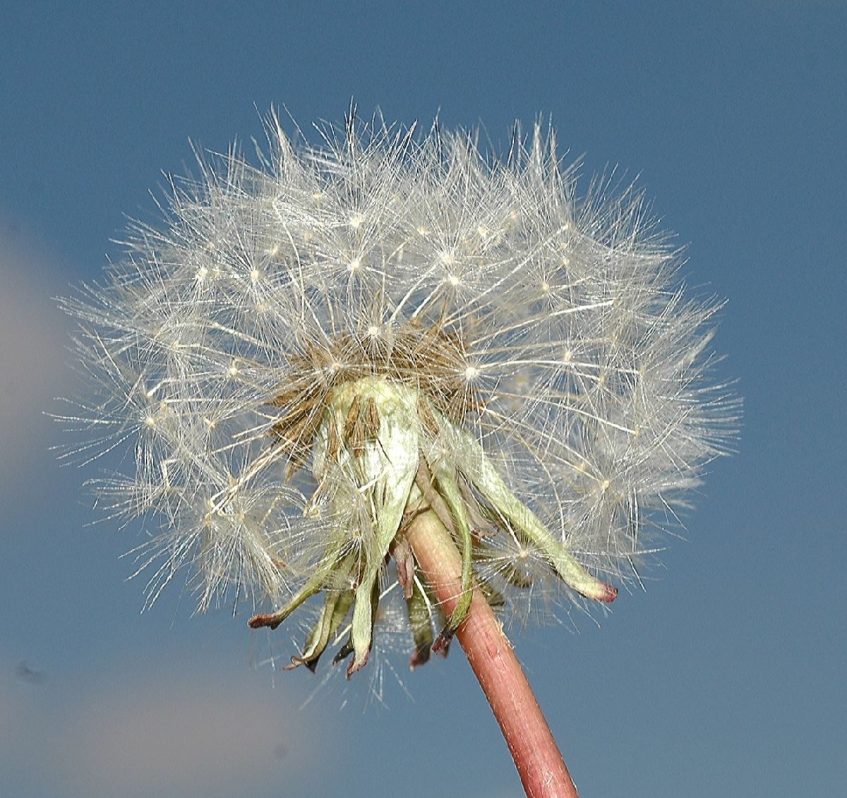 Asteraceae Taraxacum officinale