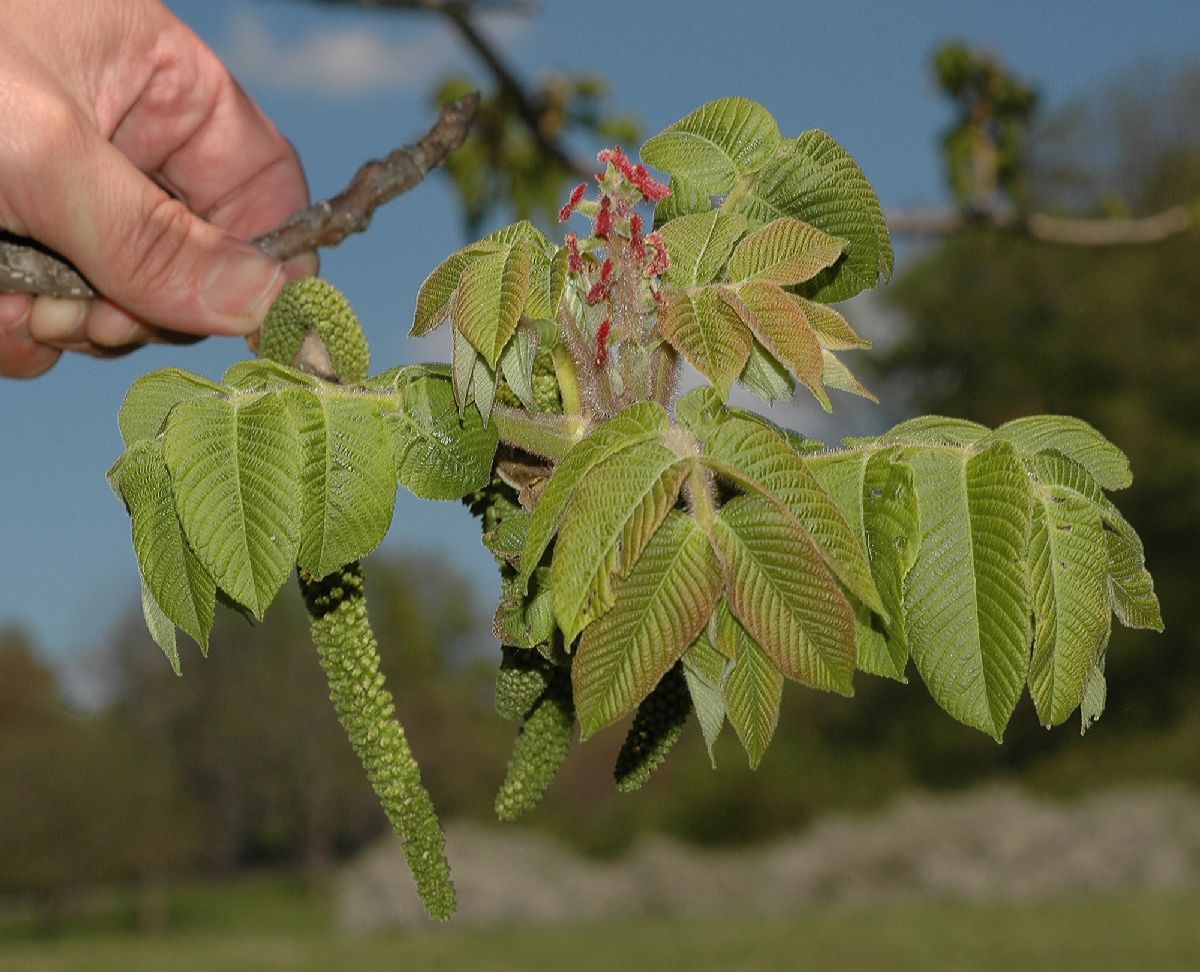 Juglandaceae Juglans ailantifolia