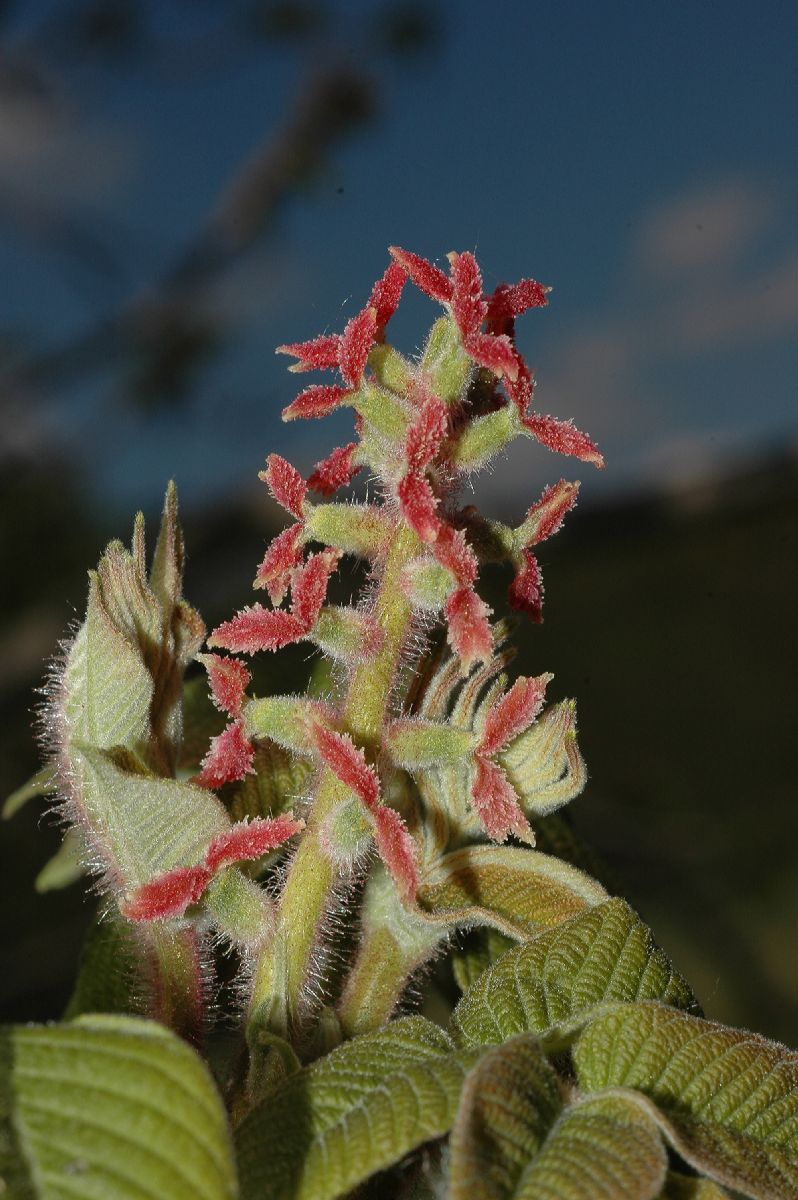 Juglandaceae Juglans ailantifolia