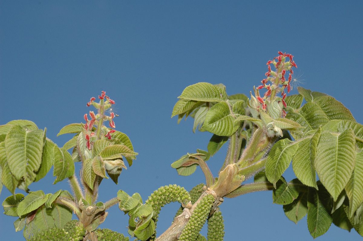 Juglandaceae Juglans ailantifolia