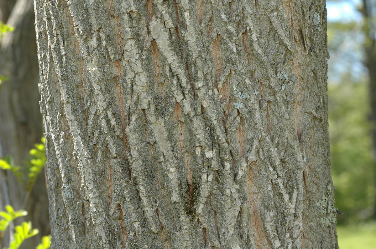 Juglandaceae Pterocarya stenoptera