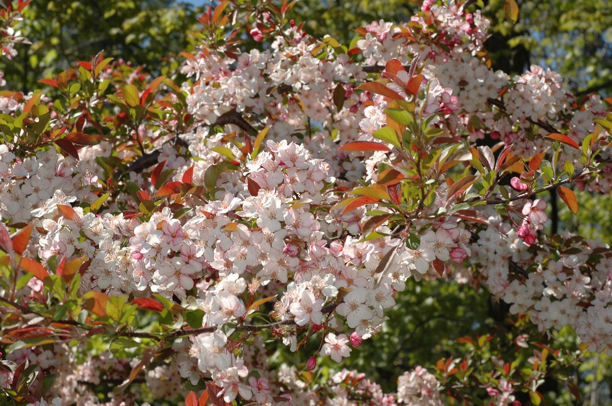 Rosaceae Malus 