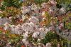 image of Malus 