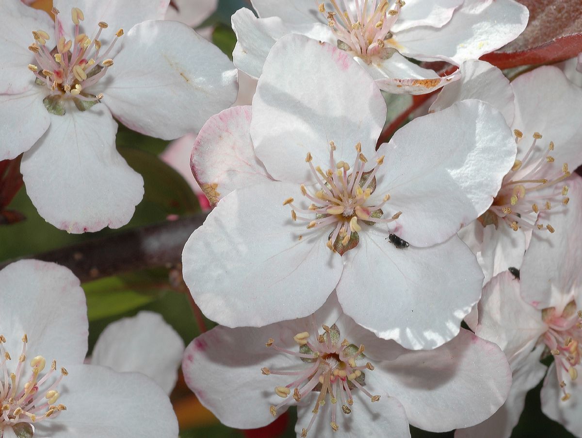 Rosaceae Malus 