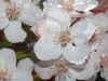 image of Malus 
