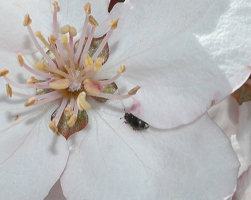 Nitidulidae  