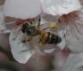 image of Apis mellifera