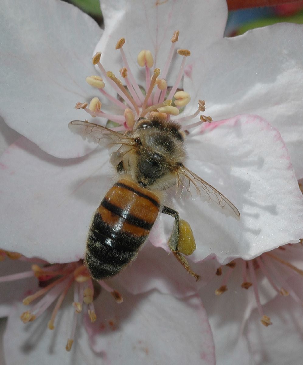 Apidae Apis mellifera