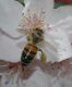 image of Apis mellifera