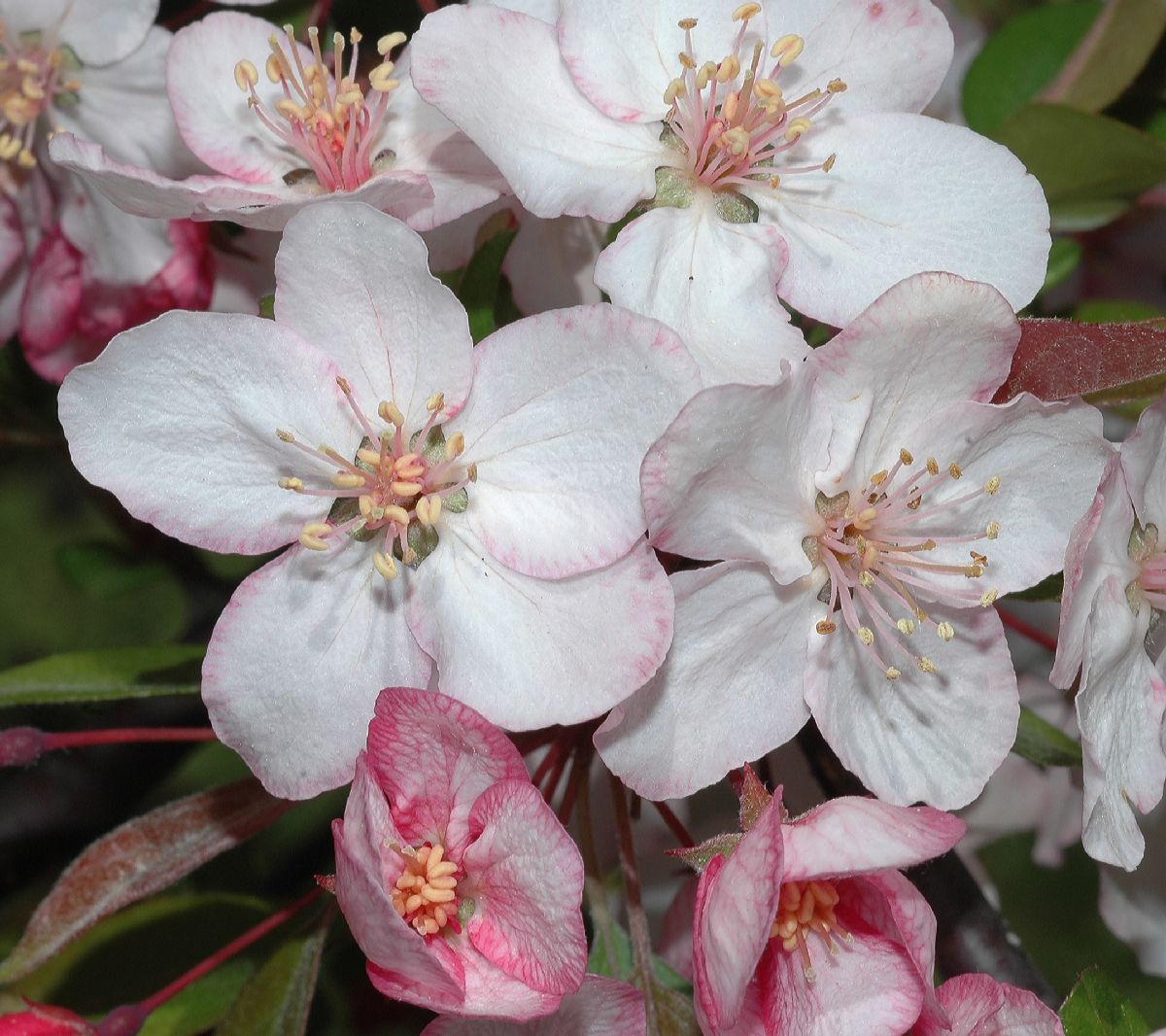 Rosaceae Malus 