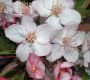 image of Malus 