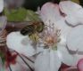 image of Apis mellifera