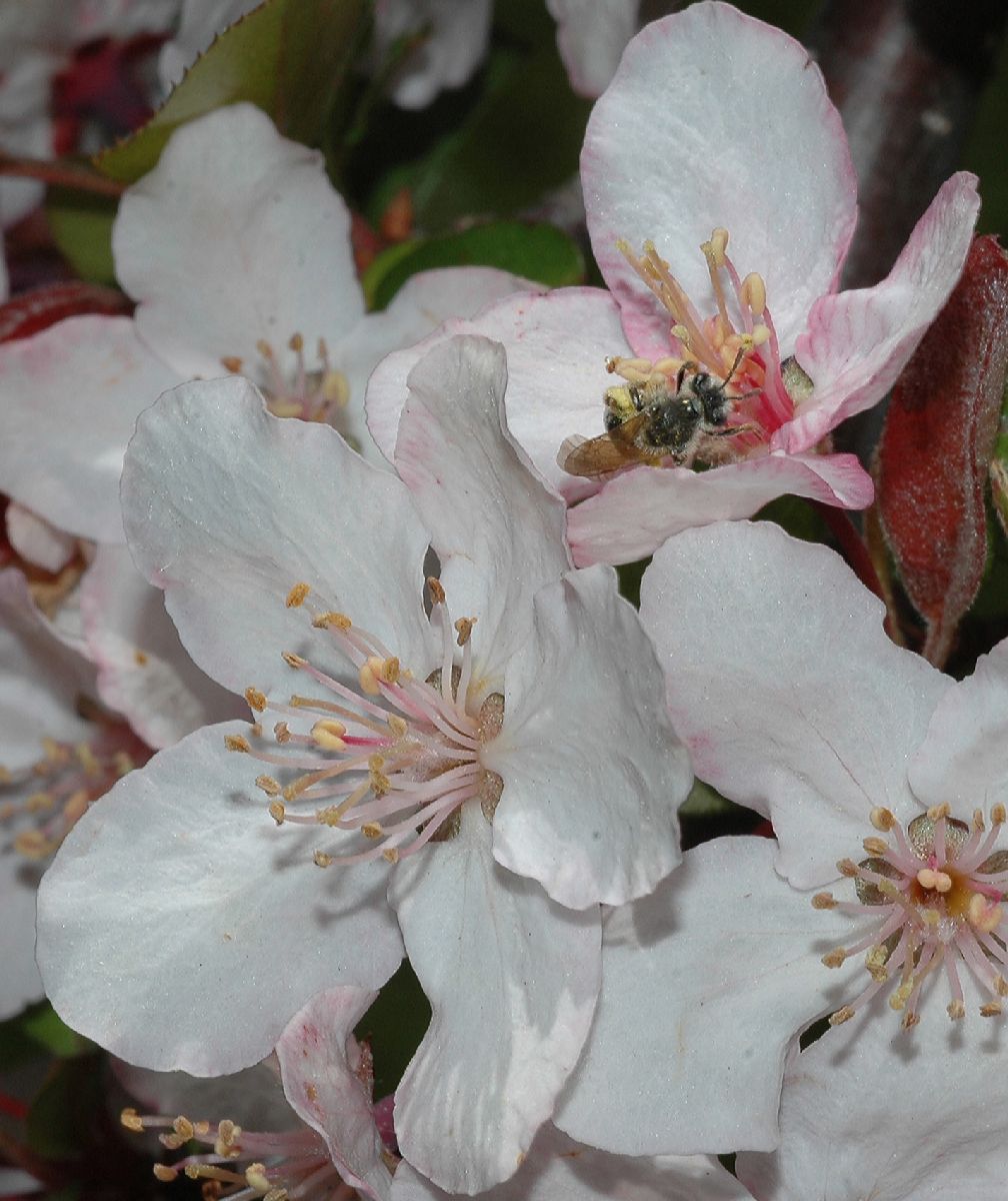 Rosaceae Malus 