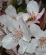 image of Malus 