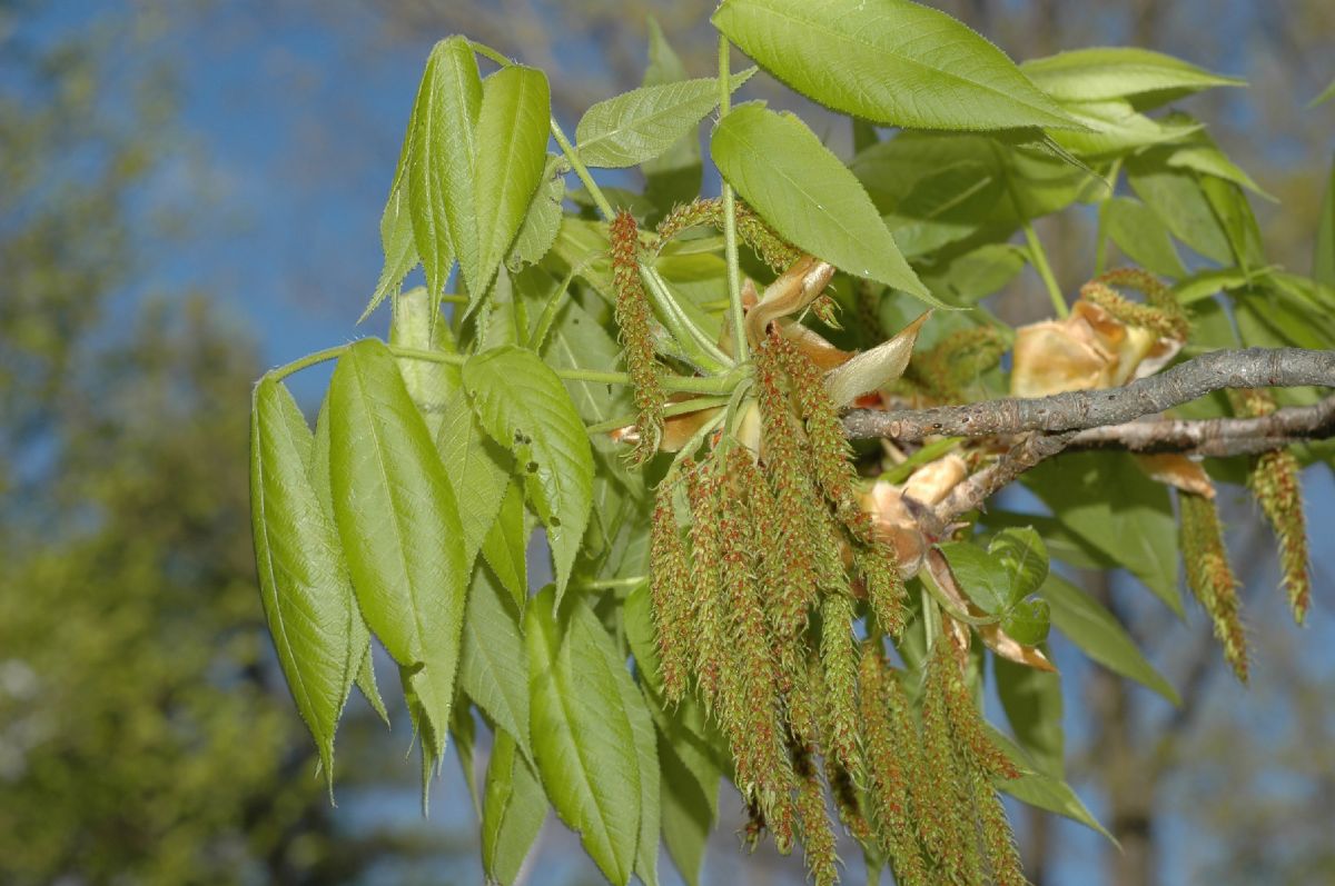 Juglandaceae Carya 
