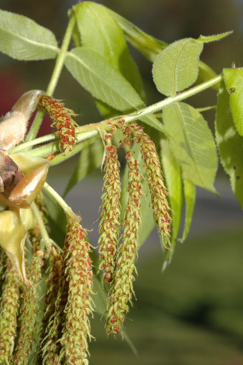 Juglandaceae Carya 