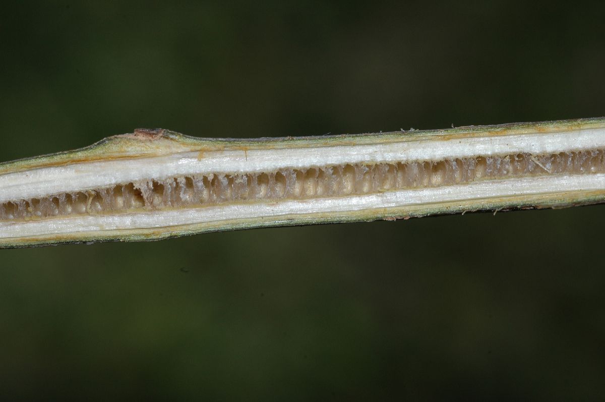 Juglandaceae Pterocarya stenoptera