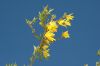 image of Forsythia 